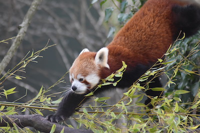 red panda